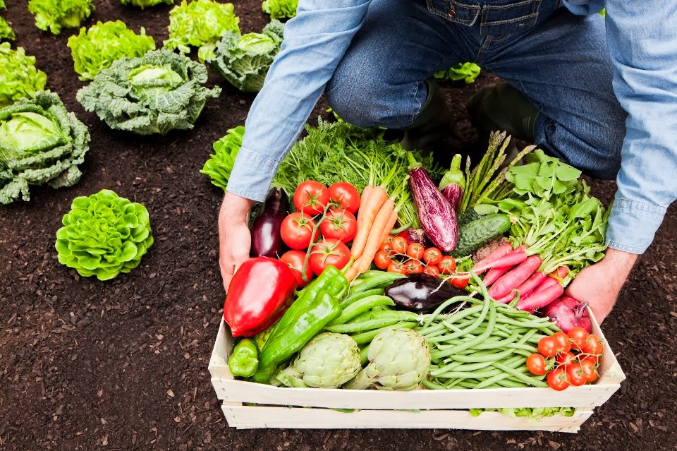 Las tendencias en alimentación y agricultura según la FAO THE FOOD