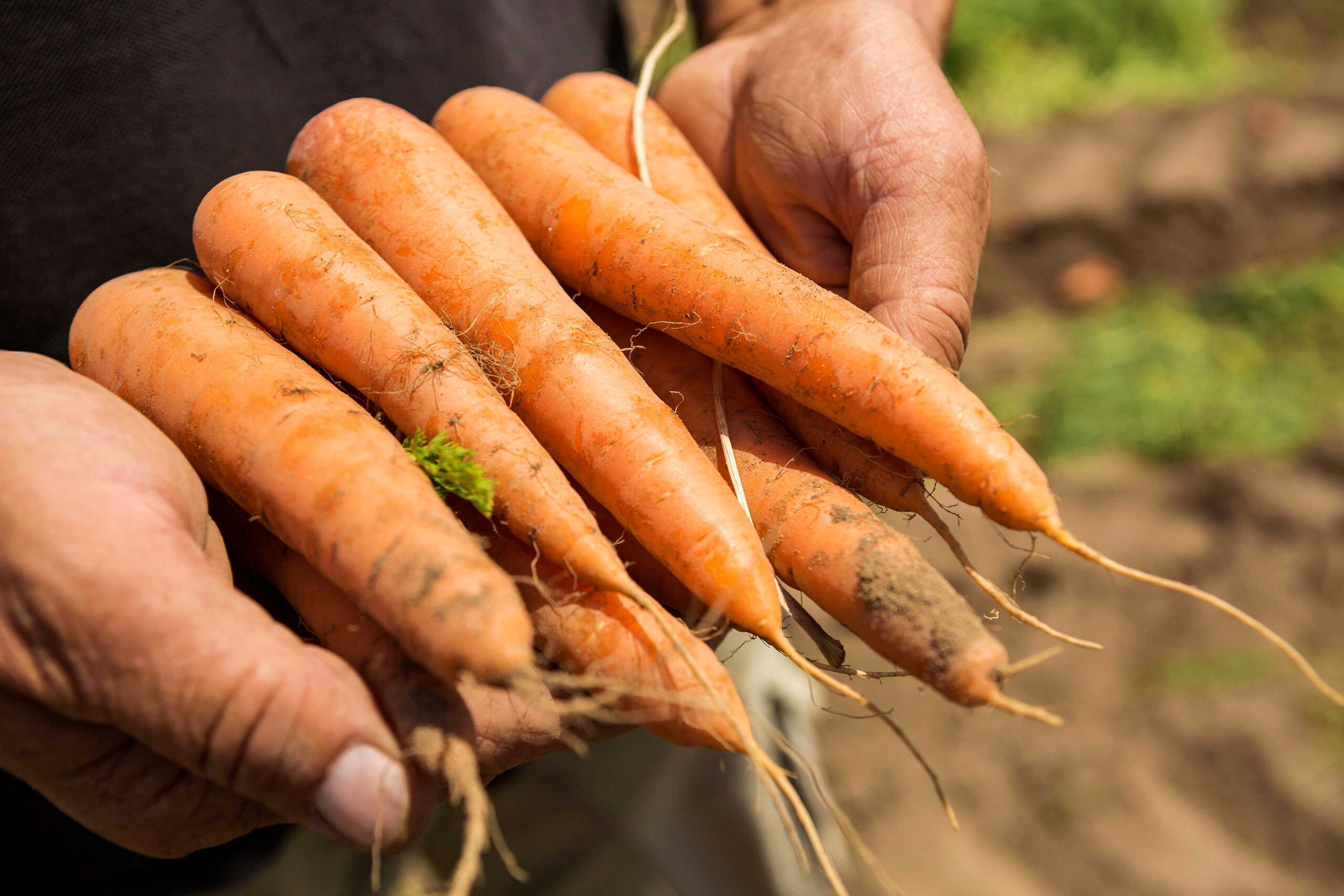 Inocuidad Alimentaria 5 Claves Para Asegurar Alimentos Para Todos