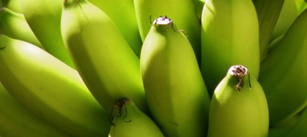 Elaboran plástico biodegradable con harina de plátano