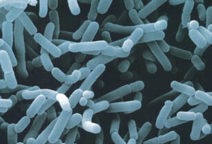 Bacterias que enferman a los alimentos