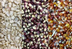 Micotoxinas en granos de trigo, cebada y derivados