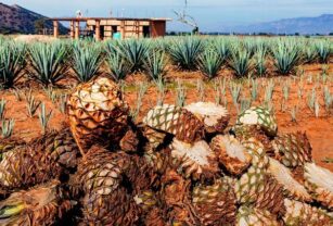 Panorama de la industria alimentaria de Jalisco