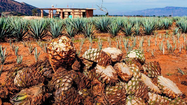 Panorama de la industria alimentaria de Jalisco