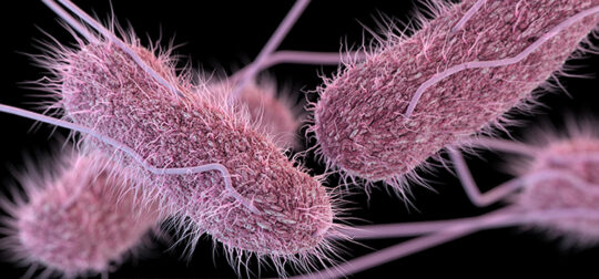 Impacto de la contaminación por Salmonella