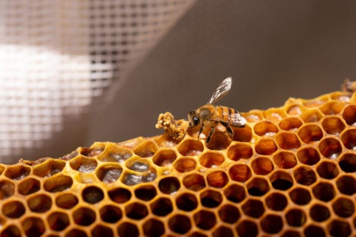 Proteger a las abejas impulsa mejores prácticas agrícolas