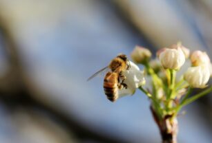abejas-polinización-cultivos
