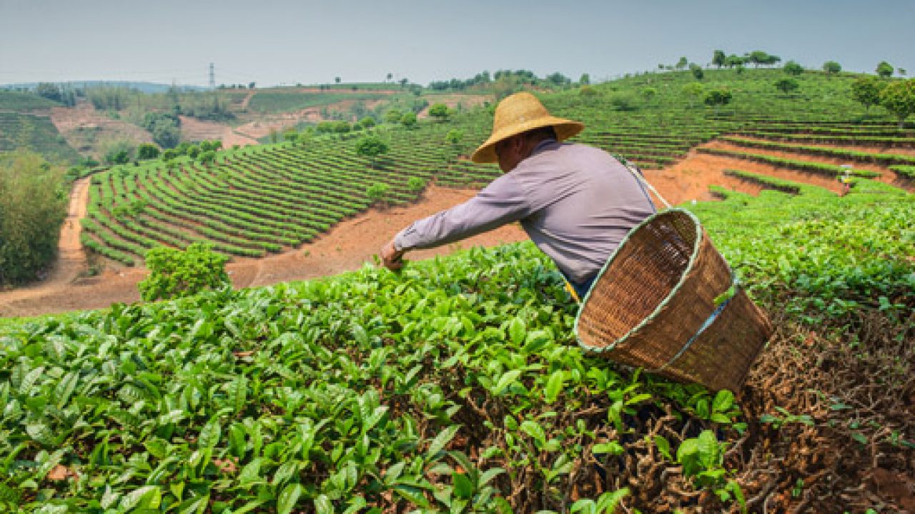 ¿Qué lugar ocupa México en la seguridad alimentaria?