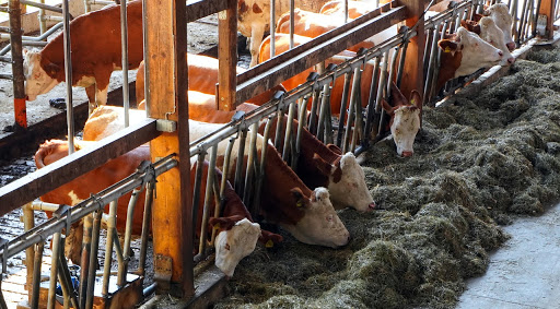 Burger King reducirá emisiones de metano en las vacas