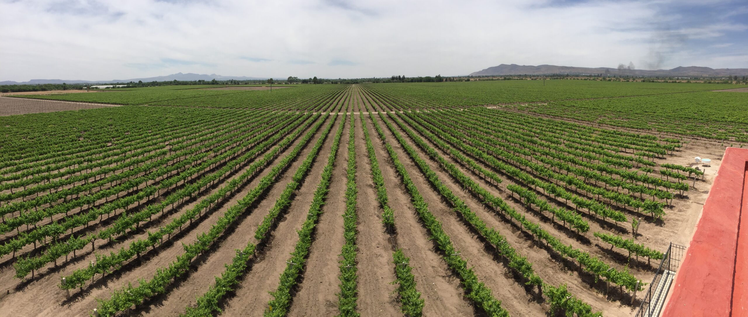 Valle Redondo: innovar para mejorar el sector agroindustrial