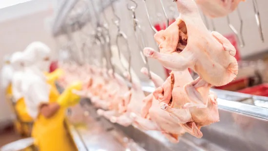 ¿Cómo producir carne de pollo sana y segura?
