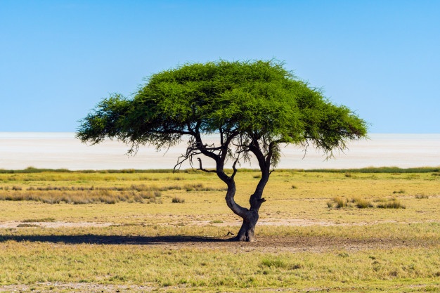 baobab-acacia