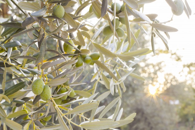hojas-olivo