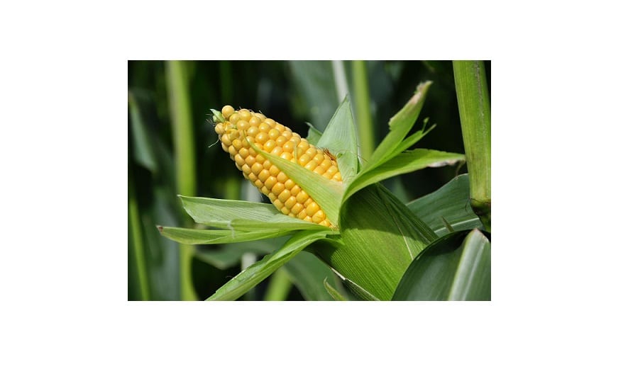 Alcanza Kellogg metas sustentables