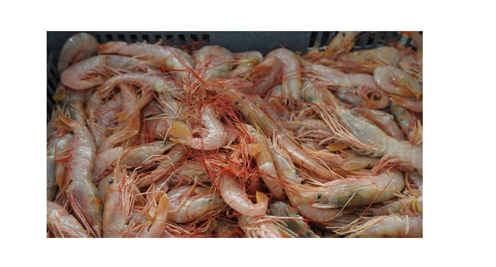 Ampliarán la exportación de langostinos argentinos