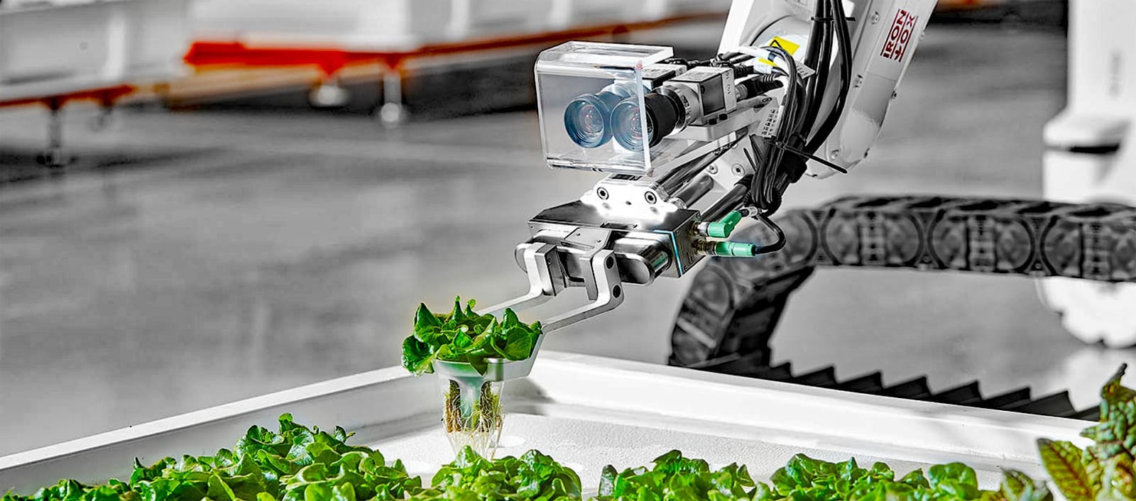 automatizan-al-sector-agricola-con-robots El futuro de la robótica agrícola: tecnologías emergentes y su impacto (México 2025)