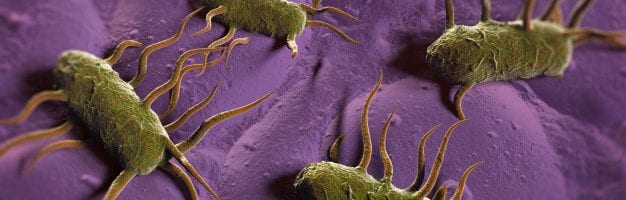 bacterias-patogenas-listeria