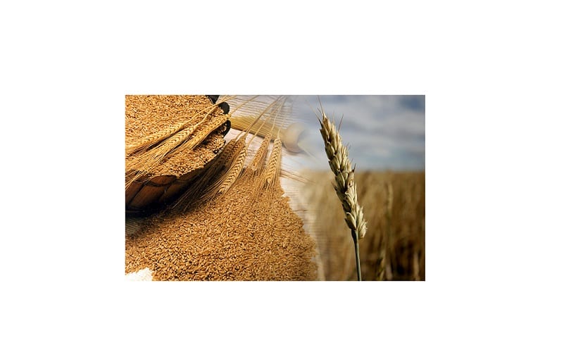 Trigo grano: dando de comer a México, Servicio de Información  Agroalimentaria y Pesquera, Gobierno