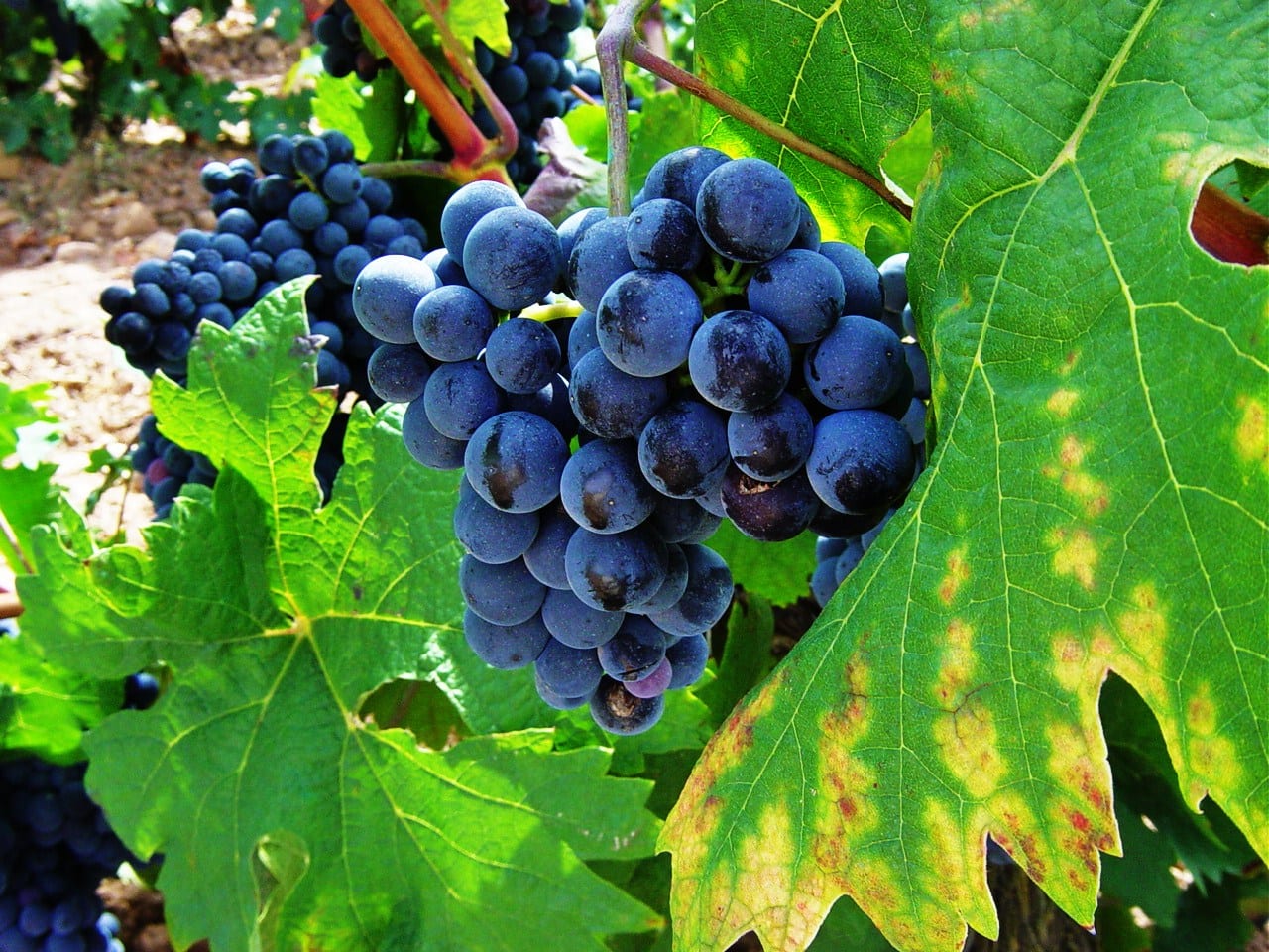 Lo bueno del vino en un comprimido