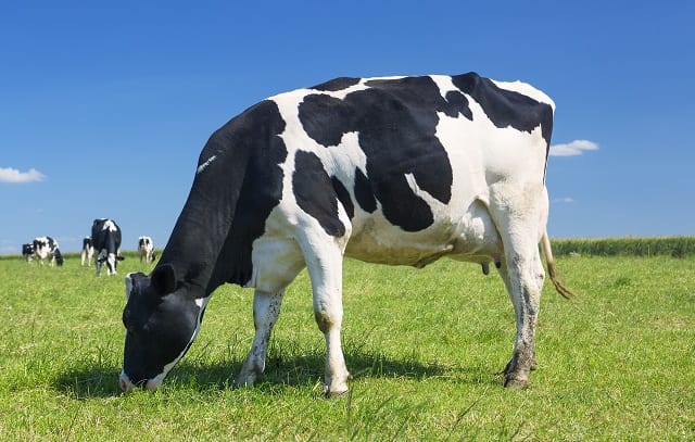 producción-sustentable-en-la-industria-láctea