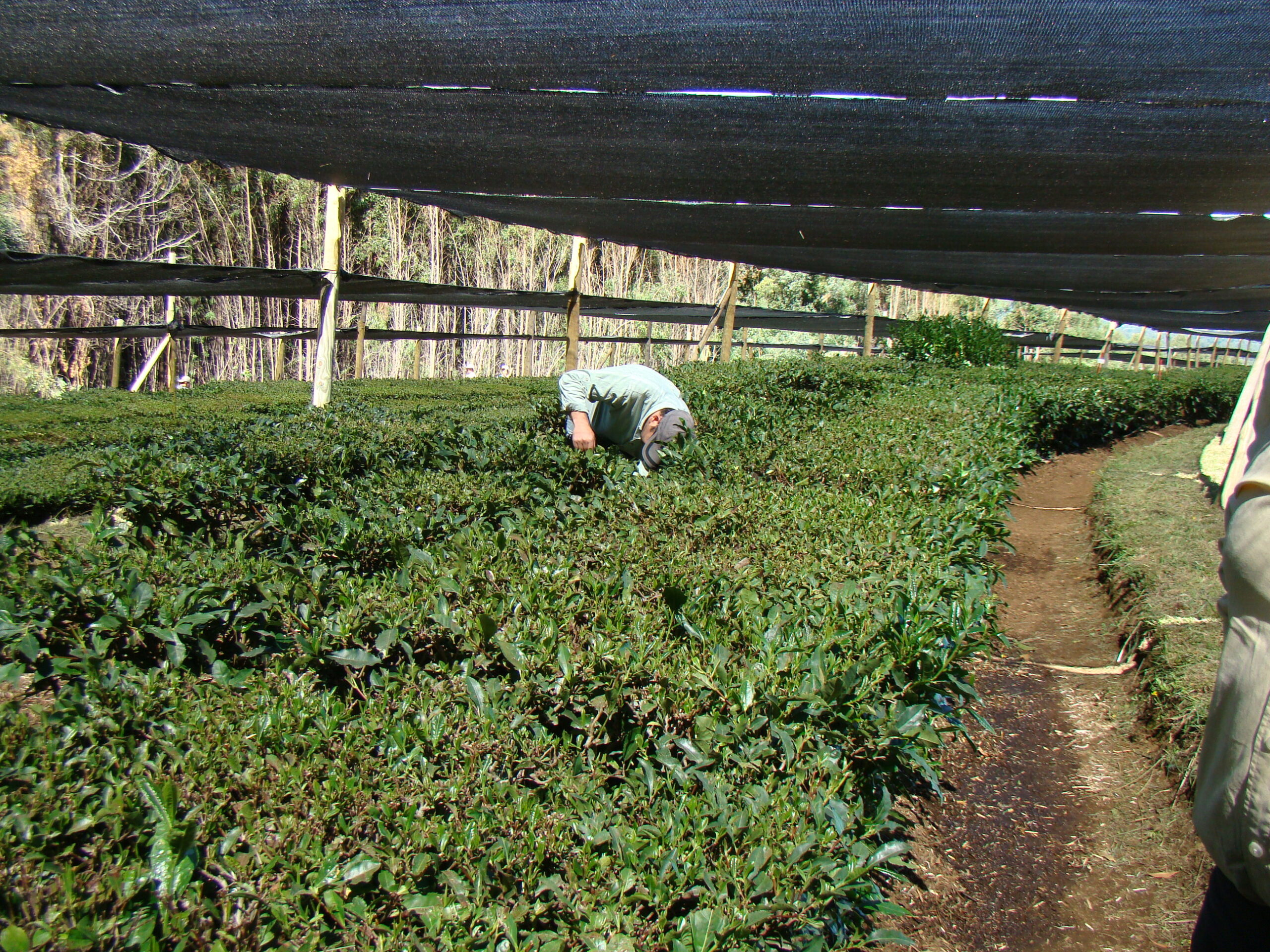 Producirán té verde orgánico más austral del mundo