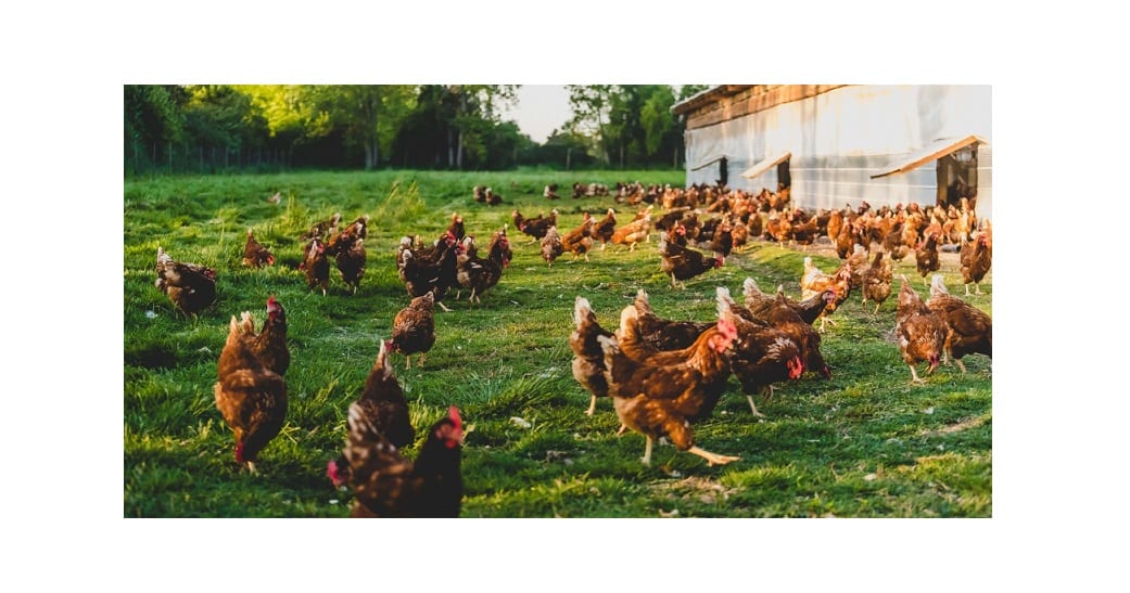 Primera granja de pollos orgánicos de Argentina se compromete con el bienestar animal y ambiental