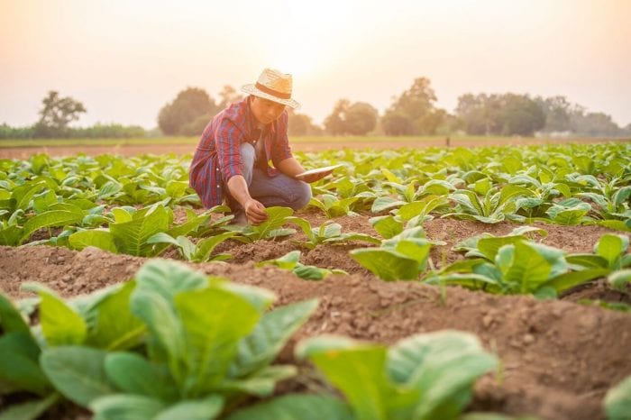 Sustentabilidad y economía circular: el futuro para el sector agrícola