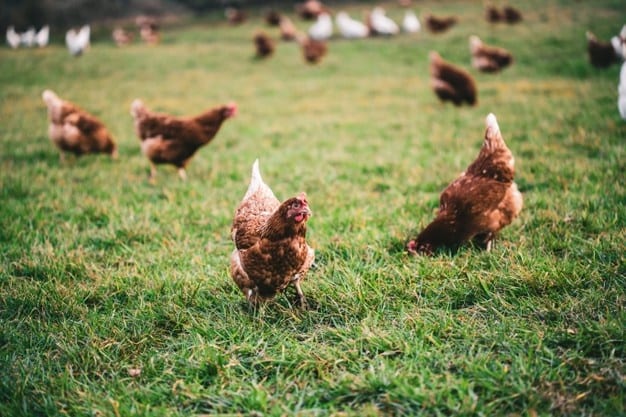 Esta ley buscaría el trato ético para pollos y gallinas en la granja o campo