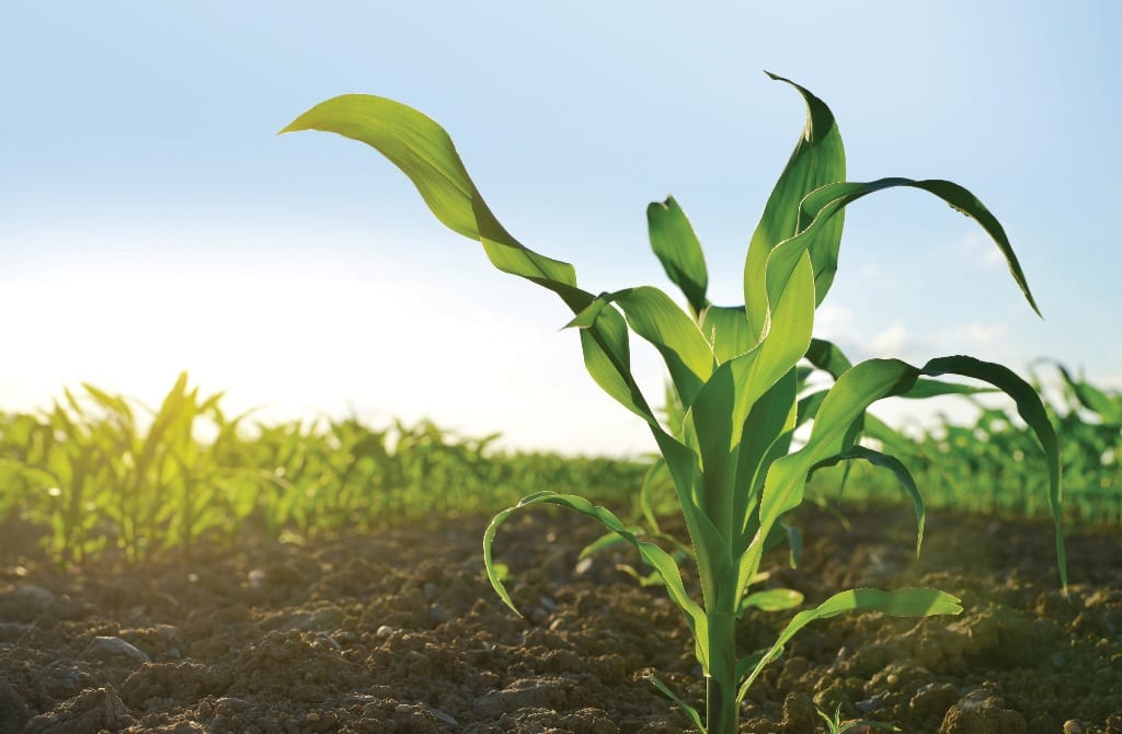 Syngenta promueve la agricultura sostenible con The Good Growth Plan