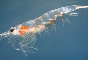 aceite-krill