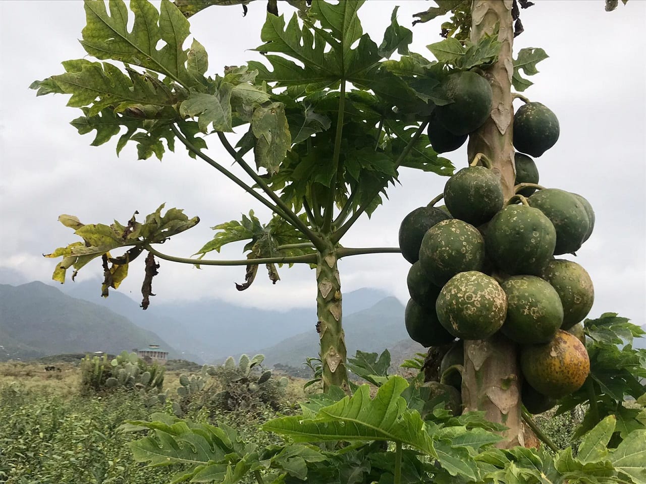 Arla Foods y GAIN desarrollan un snack con residuos de papaya