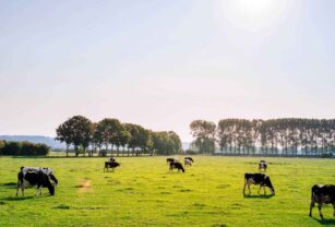 gases-de-efecto-invernadero-en-ganadería