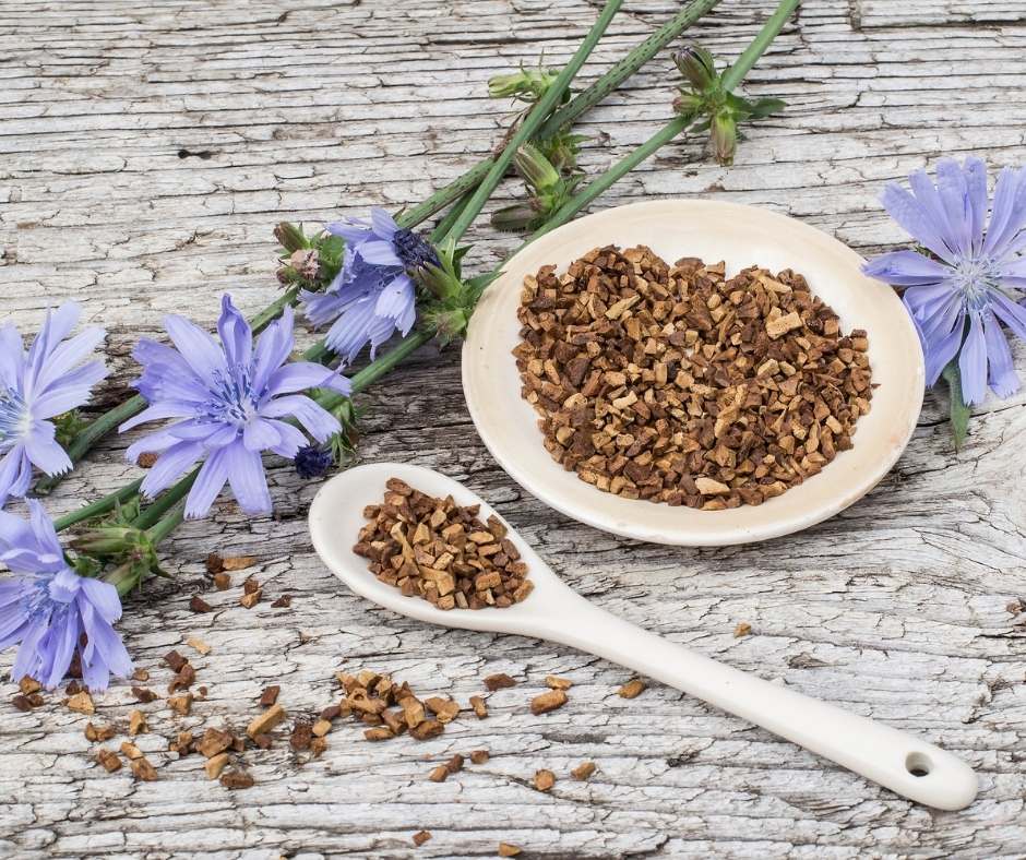 Desarrollan achicoria sin compuestos amargos con edición genética