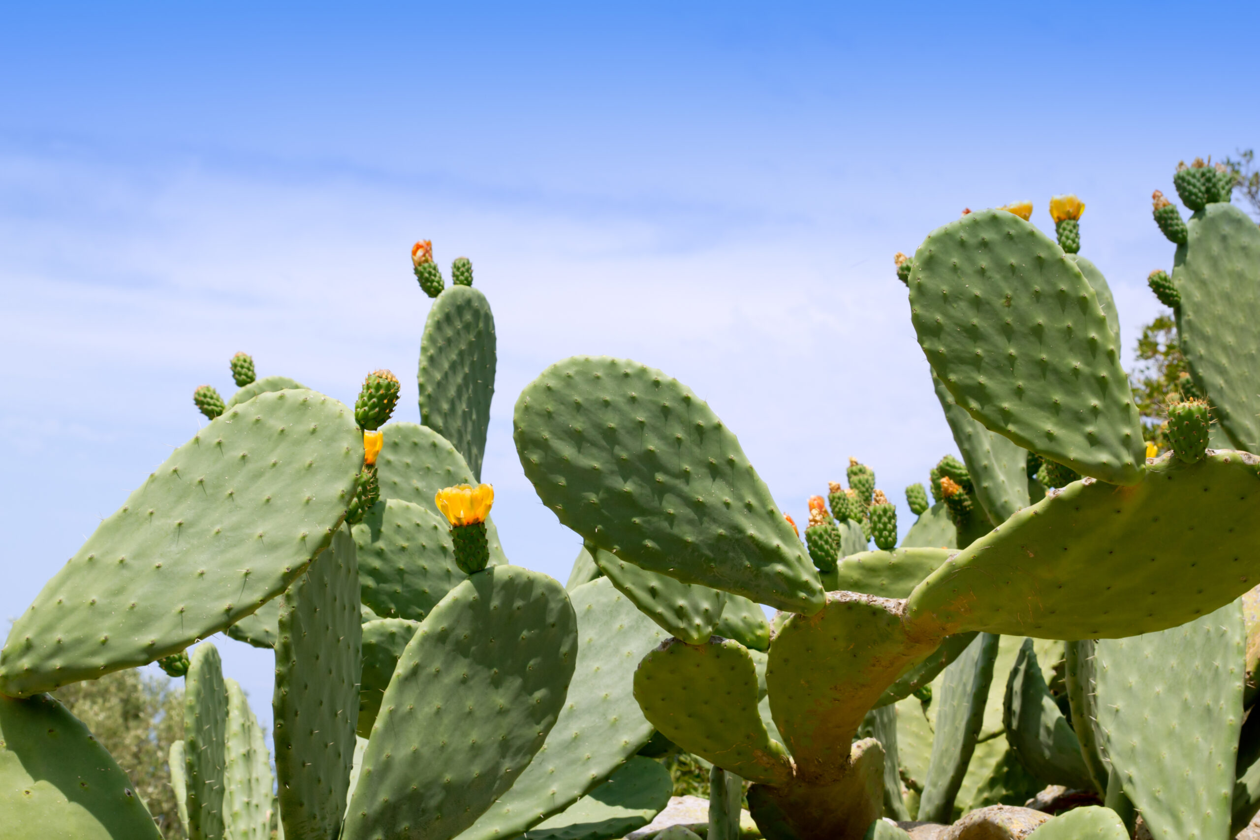 Тля в мексике на опунции. Opuntia cochenillifera. El Nopal Кактус. Nopal. Styled with Heals made of Desserto, a Vegan Leather made of Cacti.