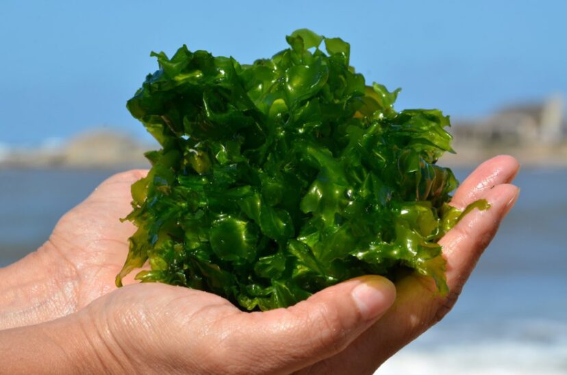 Fibras de algas son estudiadas para producir papel