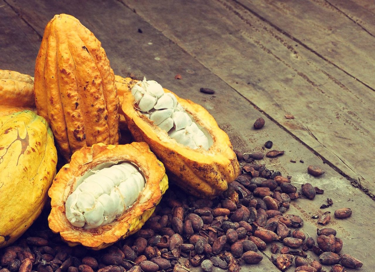 Esta metodología determina el perfil de sabor del cacao con mayor precisión