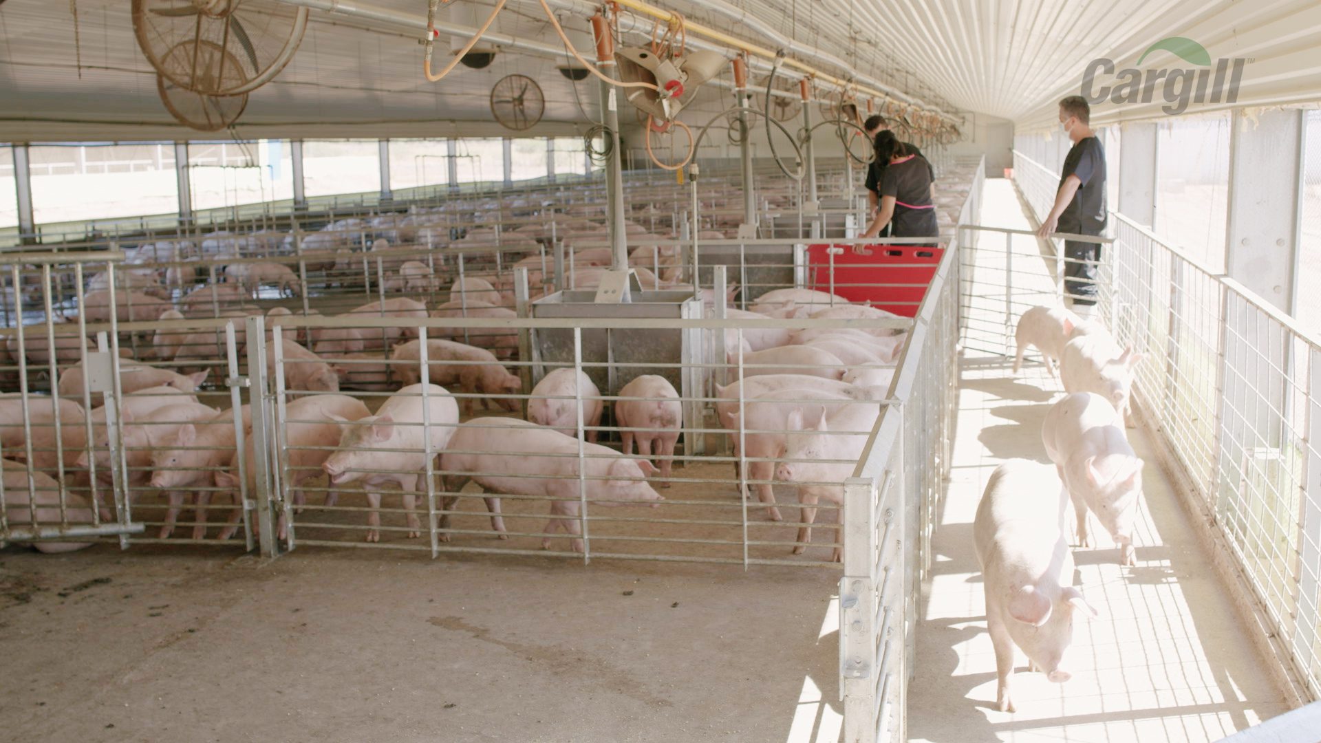 Cargill implementó nuevo centro tecnológico porcícola en beneficio de productores