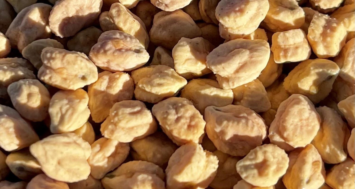 Garbanzos ricos en proteínas, considerados como la proteína vegetal ideal