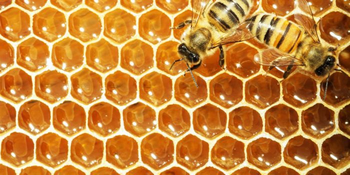 miel-de-abeja