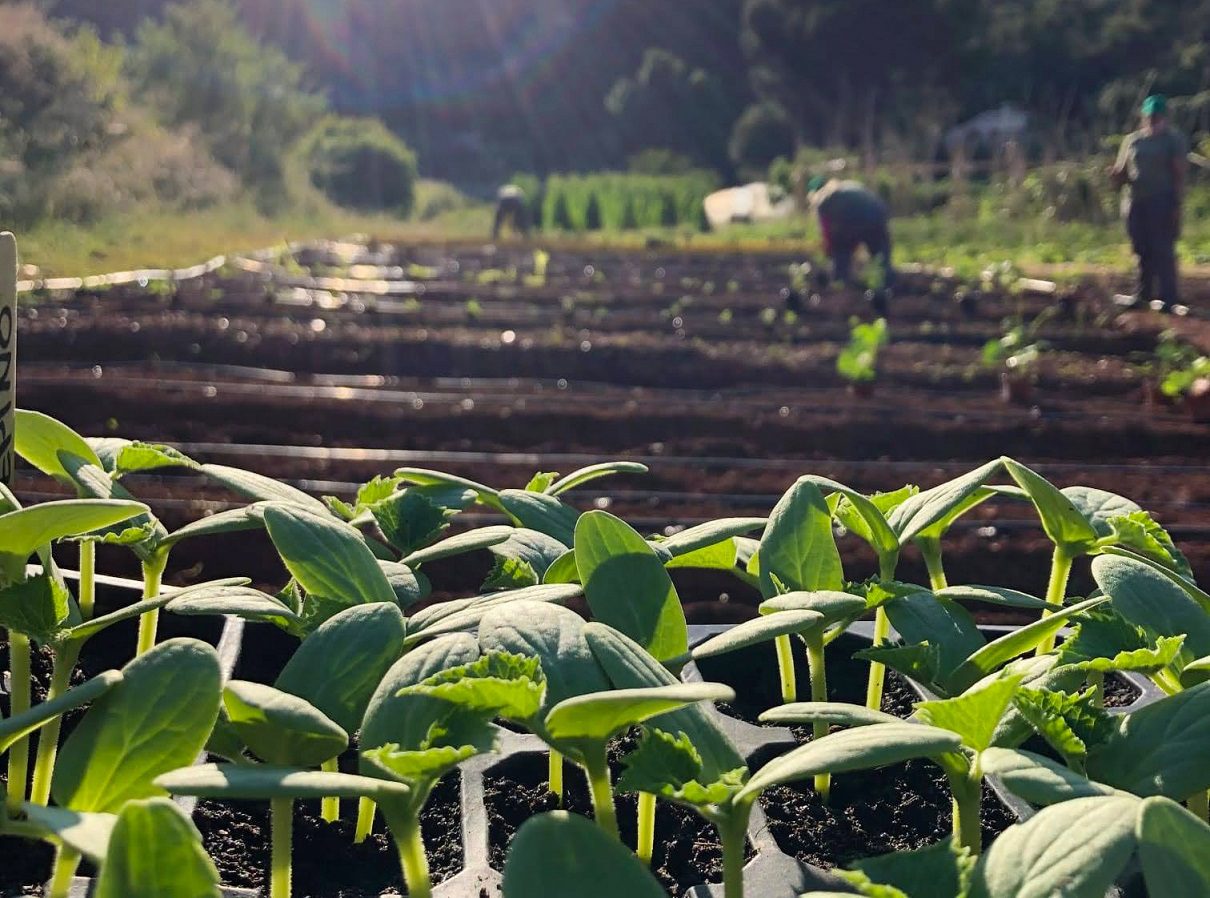 La agroecología contribuye a la transformación de los sistemas alimentarios
