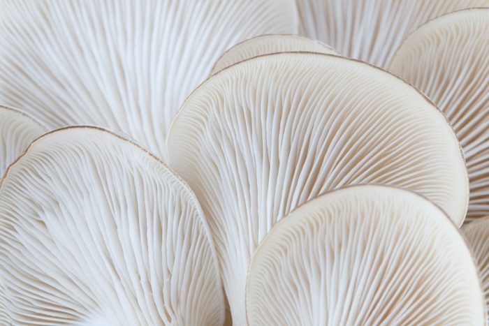 Mushroom2-hongos