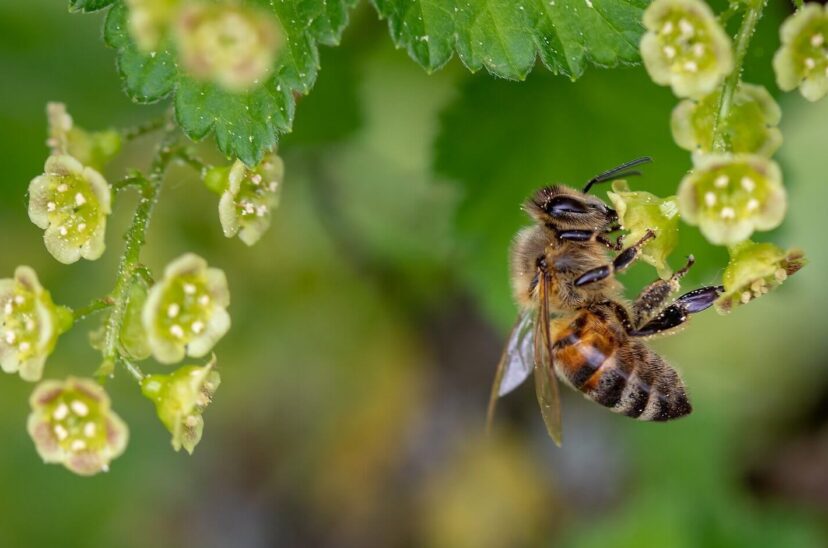 dia-mundial-abejas