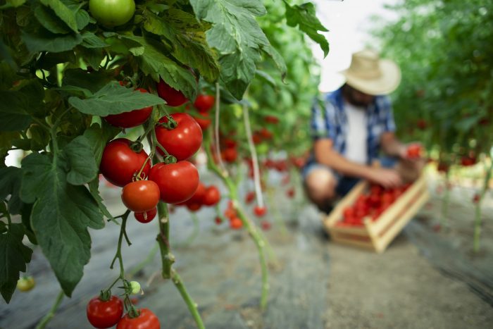 Las hojas de tomate e insectos podrían ser la transición a las nuevas proteínas