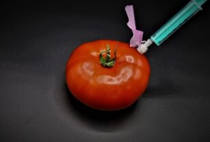 tomate modificado genéticamente rico en vitamina D