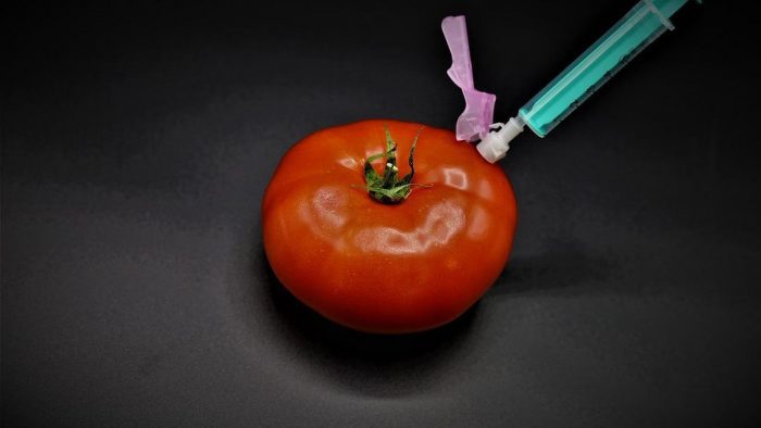 tomate modificado genéticamente rico en vitamina D