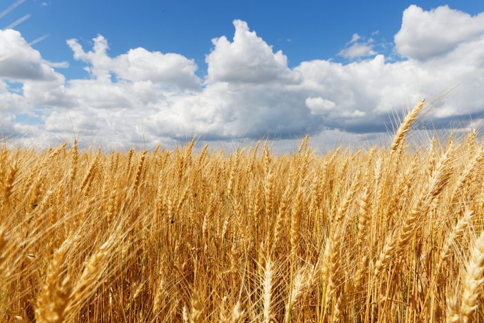 Este estudio podría identificar qué genes determinan la calidad del trigo