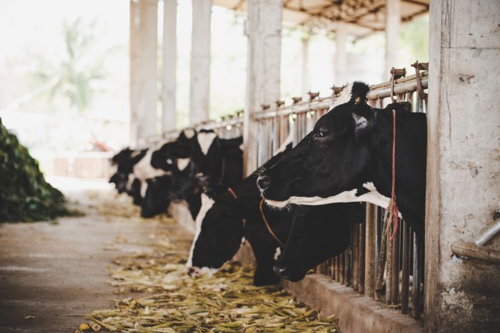 El sector cárnico y de lácteos está preocupado por el cambio climático