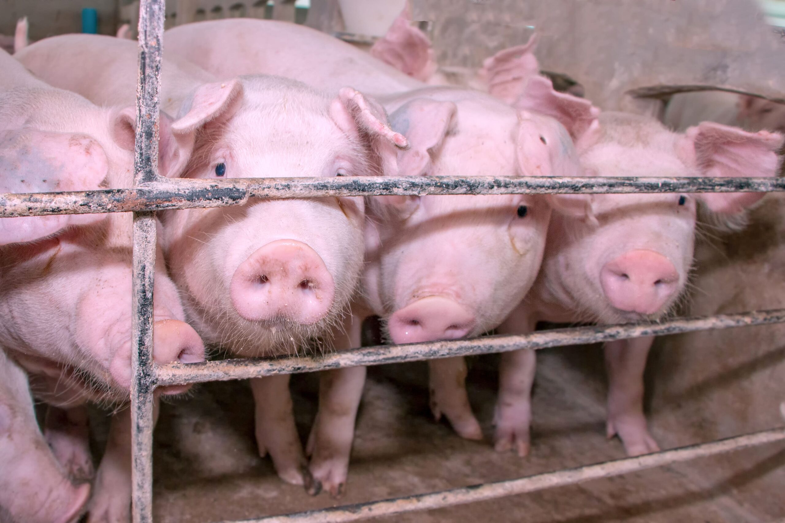 La EFSA recomendó algunas acciones a favor del bienestar animal