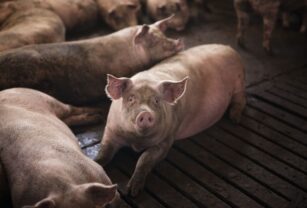 industria-carne-de-cerdo