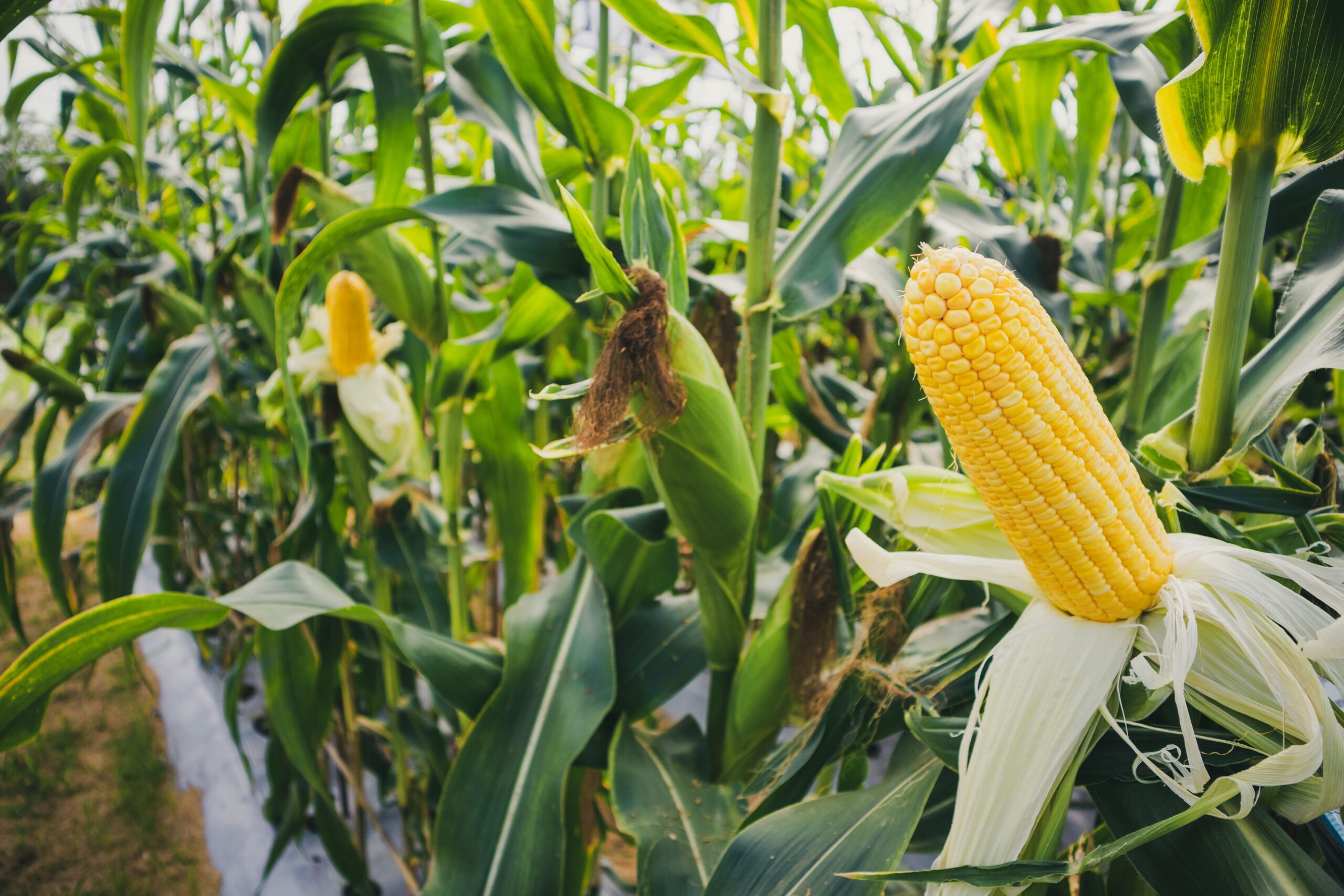 México celebra hoy el día nacional del maíz, pilar de la alimentación
