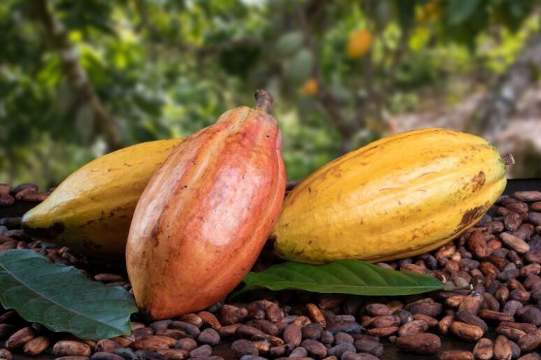 El Cacao Sustentable Es Una Realidad, Estas Prácticas Lo Demuestran